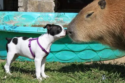 Pet Capibara - cel mai mare rozător