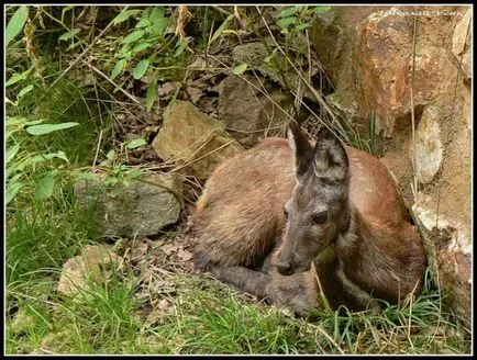 cerb mosc de animale din Siberia sau căprioare cu descrierea colți cu fotografii, de ce canini de cerb mosc, ce