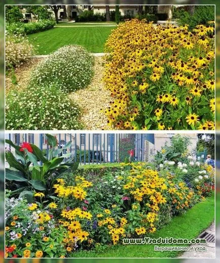 Жълто цвете избраните градински цветя, на мястото на градина, вила и стайни растения