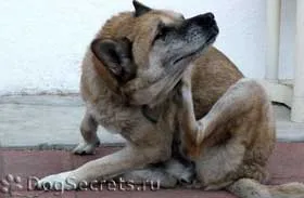Zudnevaya és a fül viszket kutyáknál a tünetek, a kezelés