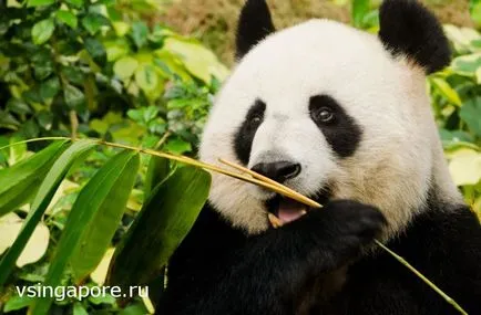 Singapore Zoo