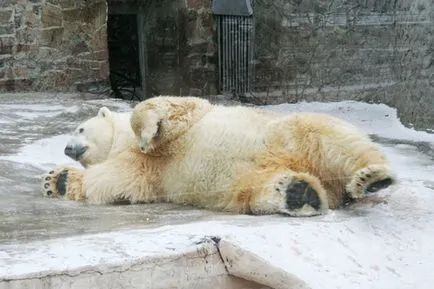 Zoo Budapest