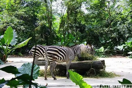 Állatkert Szingapúr (szingapúri állatkertben)