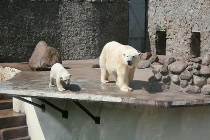 Zoo în București, ore de lucru, pret 2017