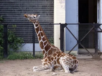 Zoo în București, ore de lucru, pret 2017