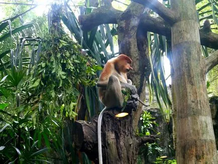 Zoo din Singapore cum să obțineți de lucru program, descriere și fotografii