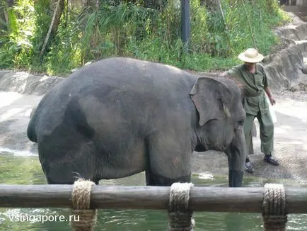 Singapore Zoo