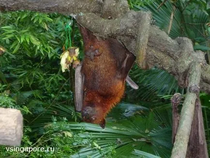 Singapore Zoo