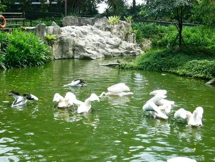 Singapore Zoo