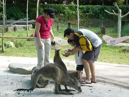 Singapore Zoo