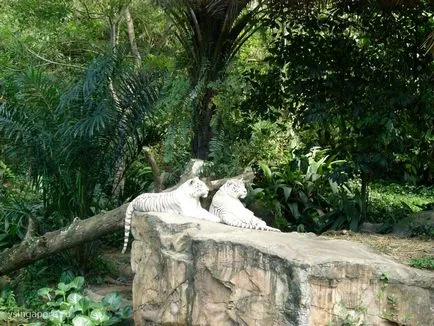 Singapore Zoo