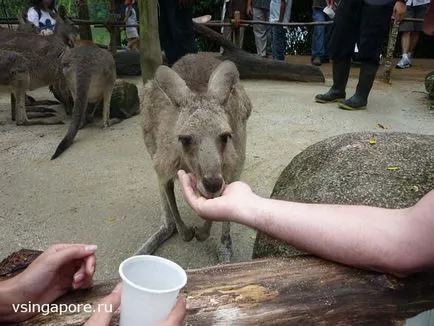 Сингапур Zoo