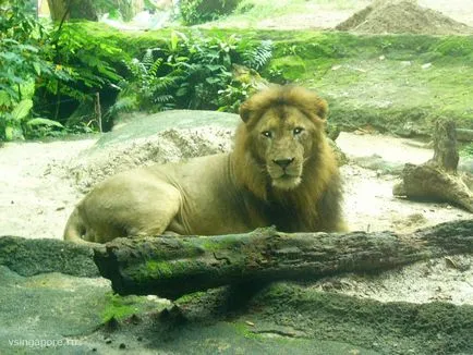 Сингапур Zoo