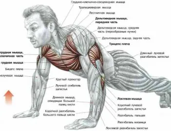 10 alapvető feladatok az épület erős tricepsz - fixbody sport, testépítés, fitness,