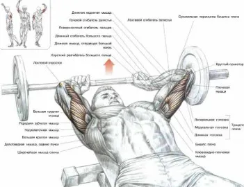 10 exerciții de bază pentru construirea triceps puternice - sport fixbody, culturism, fitness,
