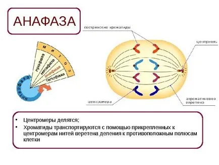 10 Clasa de bază Maksimov l