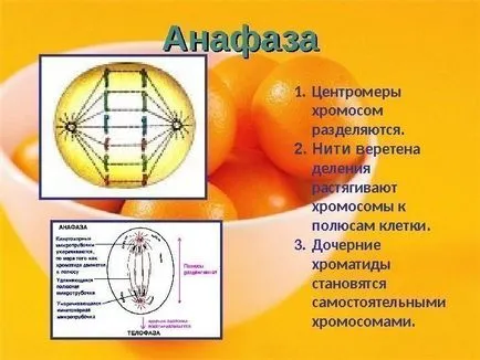 10 Clasa de bază Maksimov l