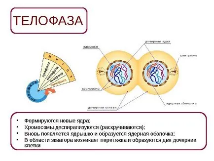 10 Clasa de bază Maksimov l