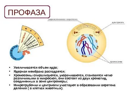 10 Clasa de bază Maksimov l