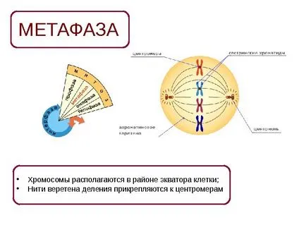 10 Clasa de bază Maksimov l