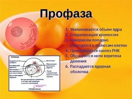 10 Clasa de bază Maksimov l