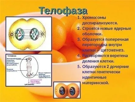 10 Clasa de bază Maksimov l