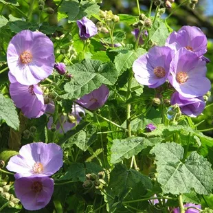 Abutilon - típusú ellátás, az esetleges nehézségeket, Greenhome