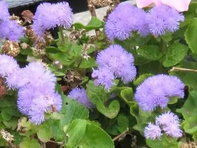 Blue ageratum (mexikói) fotó színek „Blue Mink” és más fajták, növényápolás