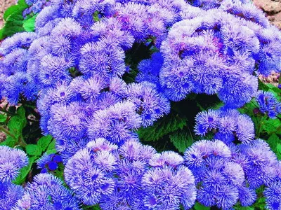 Blue ageratum (mexikói) fotó színek „Blue Mink” és más fajták, növényápolás