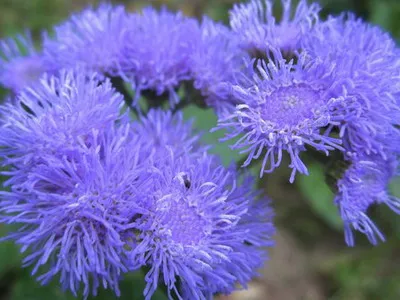 Blue ageratum (mexikói) fotó színek „Blue Mink” és más fajták, növényápolás