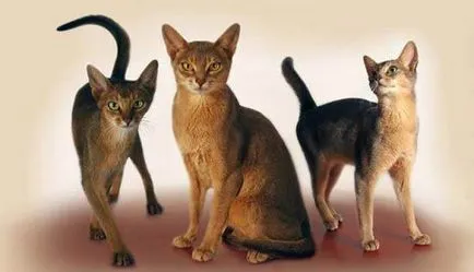 Абисинска снимка, описание порода, характер, цена - murkote за котки и котки - моят живот