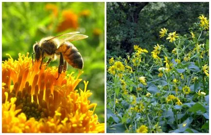 6 Secrets virágágyás, amely vonzza a méheket parcellázó ()