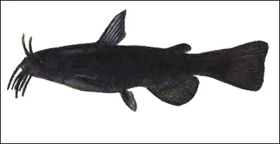 Cat-maro Bullhead (nebulosus ictaluris) amiur, obiceiurile de acvariu rezoluție cirri aspectul