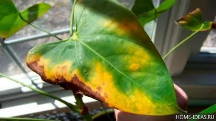 Anthurium otthoni gondozást, miért nem a virágok Anthurium