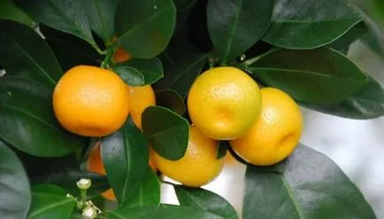 Orange Tree грижа в дома за цитрусови плодове