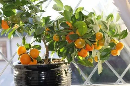 Orange Tree грижа в дома за цитрусови плодове