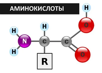 BCAA aminosav, az arginin, glutamin, fitness az okos emberek