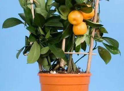 Orange Tree грижа в дома за цитрусови плодове