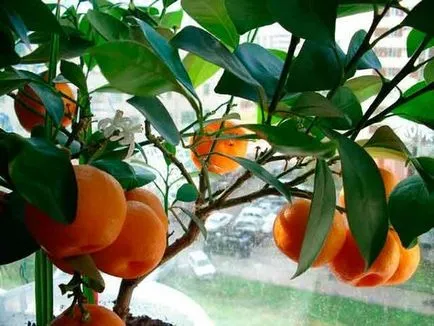 Orange Tree грижа в дома за цитрусови плодове