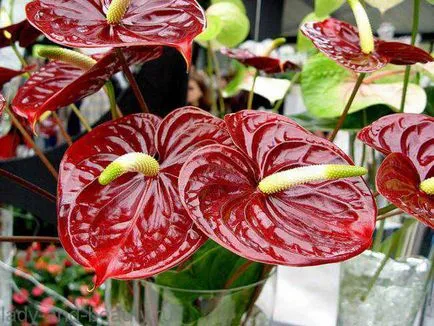 Anthurium otthoni gondozást