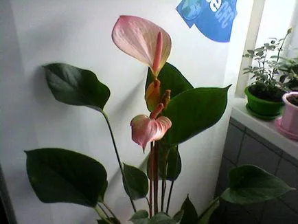 Anthurium, Ed Victor, anthurium