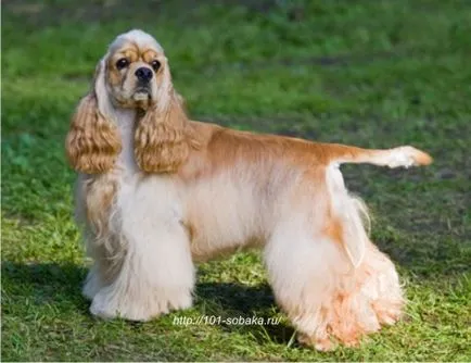 Cocker Spaniel - 101 câine