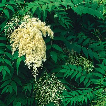 APK - Вит - Spirea ryabinolistnaya