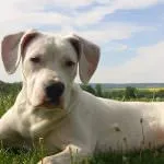 Dogo Argentino (50 fotó) foltos kutya, amely kölykök, leírás, videó