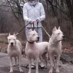 Dogo Argentino (50 poze) câine punctata care căței, descriere, video