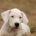 Dogo Argentino (50 poze) câine punctata care căței, descriere, video