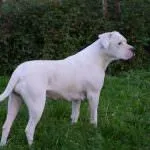 Dogo Argentino (50 fotó) foltos kutya, amely kölykök, leírás, videó
