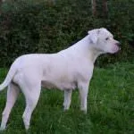 Dogo Argentino (50 poze) câine punctata care căței, descriere, video