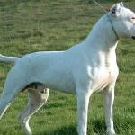 Dogo Argentino (50 poze) câine punctata care căței, descriere, video