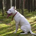 Dogo Argentino (50 fotó) foltos kutya, amely kölykök, leírás, videó